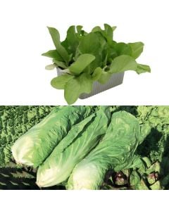 Organic Italian chicory seedlings, pan di zucchero precoce pack 9