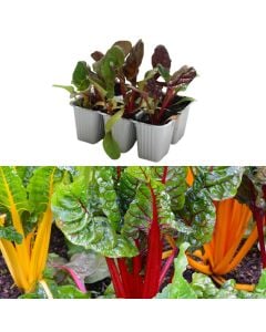 Organic Italian beetroot seedlings, svizzera multicolore pack 6