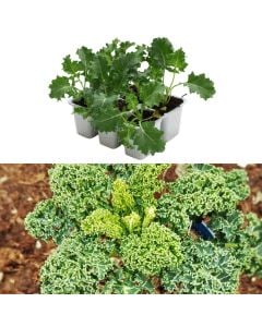 Organic Italian green broccoli seedlings, riccio kale pack 6