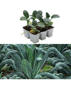 Organic Italian green cabbage seedlings, nero di toscana pack 6