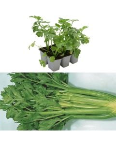 Organic Italian celery seedlings, verde darklet pack 6