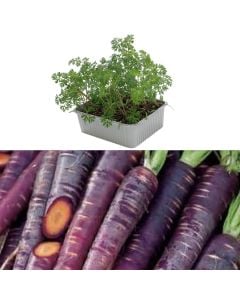Organic Italian black carrot seedlings, viola pack 16