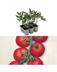 Organic Italian pink tomato seedlings, arapolo horus pack 6