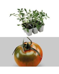 Organic Italian green tomato seedlings, camone quinto gusto pack 6