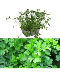 Fidan majdanoz Italian bio, gigante pack 6