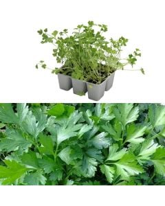 Fidan majdanoz Italian bio, comune pack 6