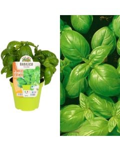 Borzilok Italian bio, basilico gienovese v.14