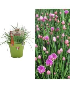 Bime aromatike Italiane bio, erba cipollina v.14