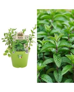Bime aromatike Italiane bio, menta hierbabuena v.14