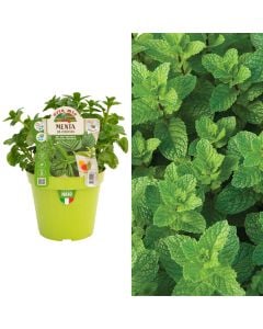 Bime aromatike Italiane bio, menta coctail v.14