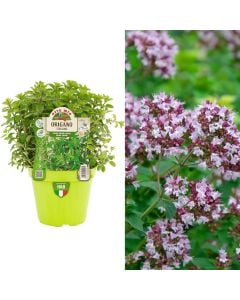 Rigon Italian bio, oregano v.14