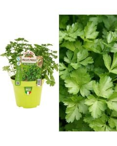 Majdanoz Italian bio, prezzemolo gigante v.14