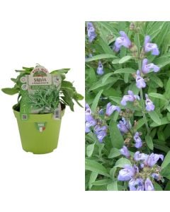 Sherebele Italiane bio, salvia fogila stretta v.14