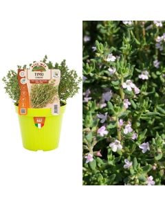 Timus Italian bio, timo v.14