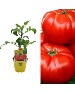 Organic Italian red tomato seedlings, patataro innestato v.14