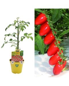 Organic Italian long pomodoro seedlings, datterino v.14