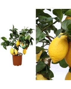Limon Italian 4 heresh, lunario, citrus limon v.22, albero