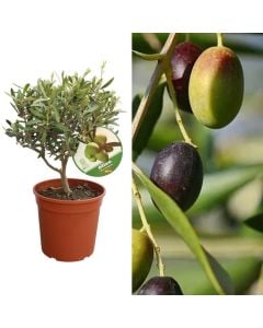 Italian bonsai olive, cipressino, olea europaea v.22, cespuglio