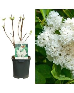 Syringa vulgaris mme lemoine v.17 h.45