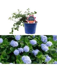 Ceanothus thyrsiflorus v.14 h.25