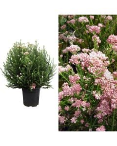 Ozothamnus pink v.27 h.70-80