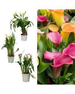 Zantedeschia colorata v.15 h.50