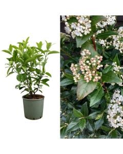 Viburnum lucidum v.24 h.80