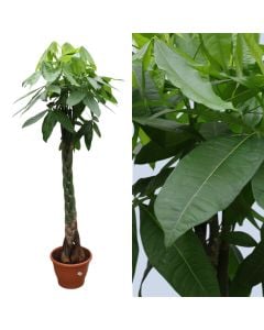 Pachira aquatica v.30 h.170-185