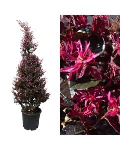 Loropetalum chinense fede v.30 h.170-180, pyramid