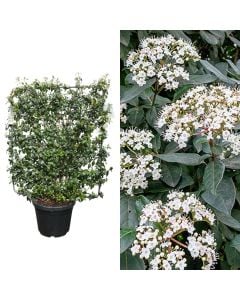 Viburnum tinus eve price v.45 h.160-170, spalier 110x95