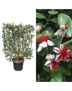 Feijoa, acca sellowiana v.45 h.160-170, spalier 110x95