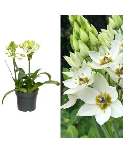 Ornithogalum thyrsoides v.14 h.40