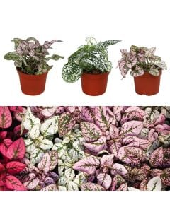 Hypoestes phyllostachya v.8 h.12