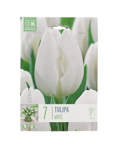 Bulbs, for ground and pot, white tulips, 7 pcs/pack, White Tulips