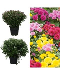 Chrysanthemum mix v.19 h.45