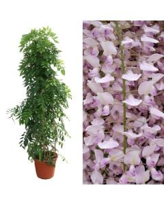 Jargavan, wisteria v.30 h.150, pyramid