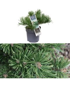 Pinus mugo v.14 h.30