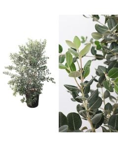 Metrosideros excelsa v.30 h.160