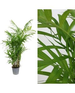 Chamaedorea seifrizii v.21 h.115-130