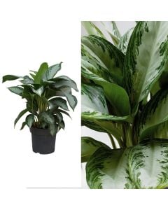 Aglaonema silver bay, 3 plant v.21 h.70