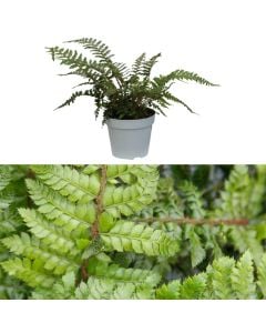 Polystichum polyblepharum v.17 h.30