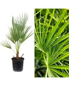 Chamaerops humilis v.18 h.80-100