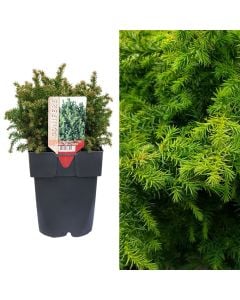 Cryptomeria japonica, vilmoriniana v.17 h.40