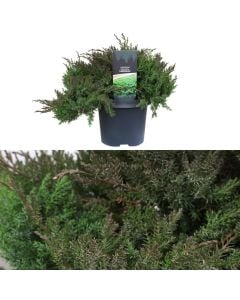 Juniperus davurica, leningrad v.19 h.60