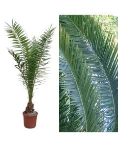Phoenix canariensis v.30 h.180