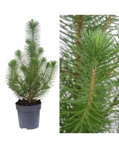 Pinus pinea, silver crest v.11 h.30-45