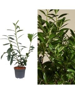 Prunus laurocerasus, caucasica novita v.19 h.40