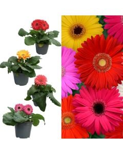 Gerbera v.14 h.25