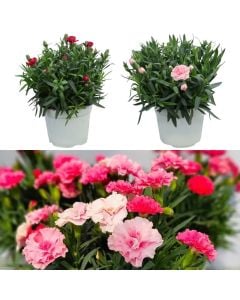 Karafil, Dianthus v.14 h.20