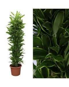 Dracaena golden coast v.45 h.230, branched